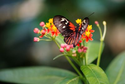 Close-up of butterfly perching on flower