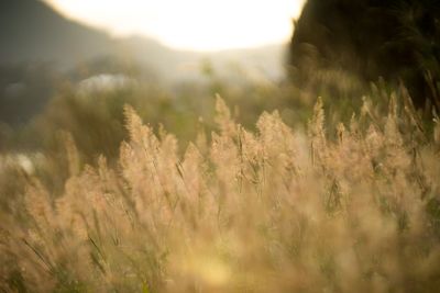 Scenic view of field against sky at sunset