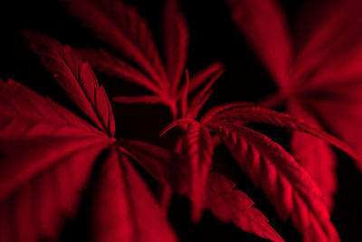 Close-up of red leaves