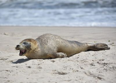 Side view of a dog on beach