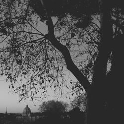 Bare trees against sky