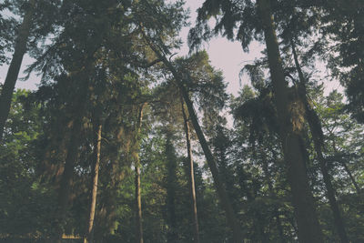 Low angle view of trees in forest