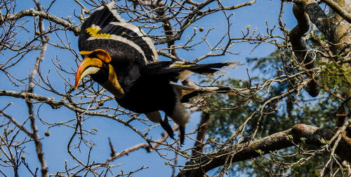 Low angle view of bird perching on tree against sky