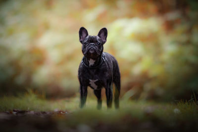 Portrait of black dog on field