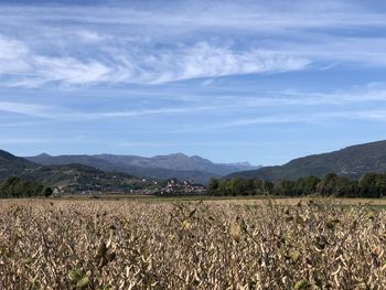 Scenic view of field against sky