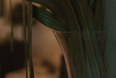 Close-up of plant at home