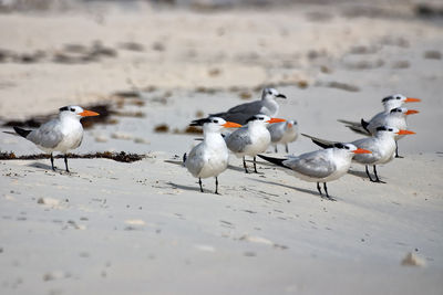 Seagulls on beach