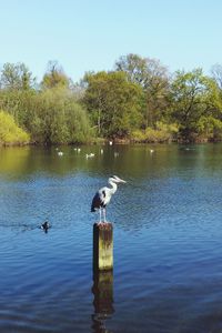 Bird flying over calm lake