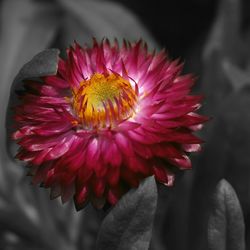 Close-up of pink flower blooming