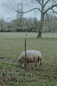 Sheep standing in a field