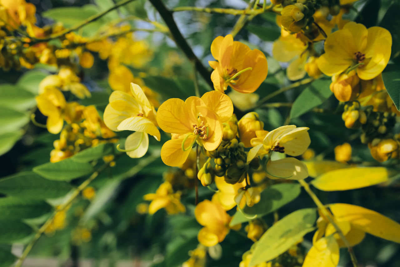 flower, flowering plant, yellow, plant, fragility, vulnerability, beauty in nature, growth, freshness, petal, close-up, inflorescence, flower head, nature, no people, focus on foreground, day, outdoors, plant part, selective focus, pollen, spring