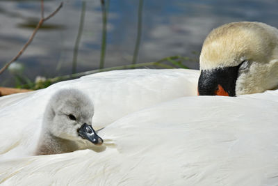 Close-up of mute swans with cygnet