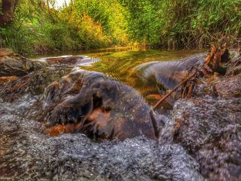 Stream flowing through forest