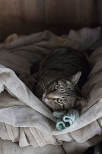 Close-up of cat lying on bed