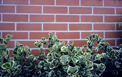 Close-up of plant against brick wall