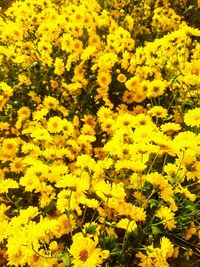 Full frame shot of yellow flowering plant in field
