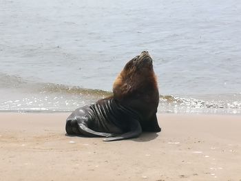 Woman lying on beach