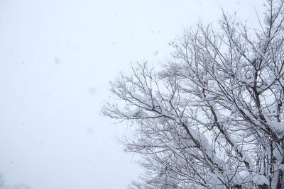 Bare tree against snow covered plants