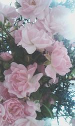 Close-up of pink flower