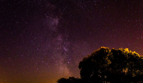 Low angle view of trees against sky at night