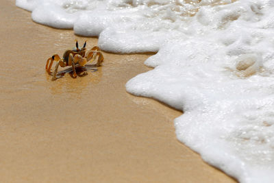 Close-up of crab on beach