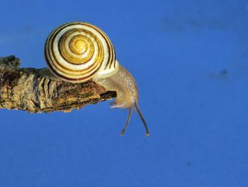 Close-up of snail on wood against blue wall