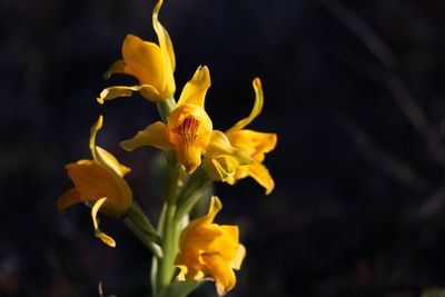 Close-up of yellow flowering plant