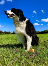 Dog looking away on field