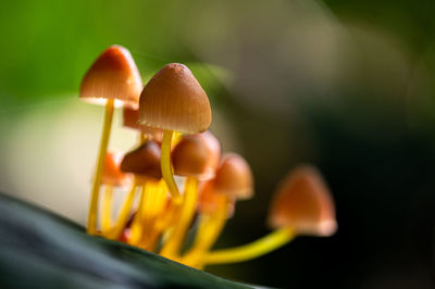 Close-up of mushrooms growing outdoors