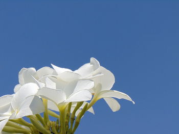 Close-up of white flowering plant against blue sky