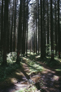 Trees growing in forest