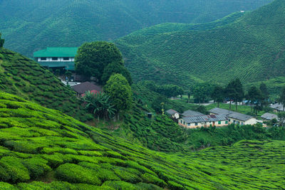 Scenic view of agricultural field