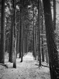 Trees growing in forest