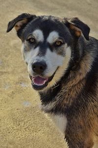 Close-up portrait of dog