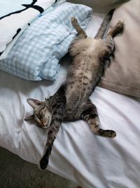 High angle view of cat lying on bed