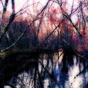 Reflection of bare trees in water