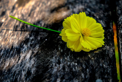 Close-up of yellow flowering plant