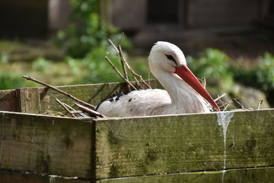 Close-up of a bird