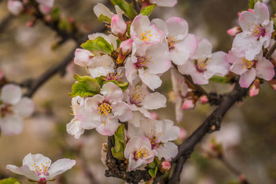 Close-up of pink cherry blossoms in spring