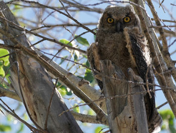 Low angle view of owl on tree