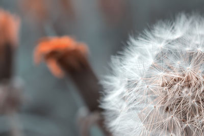 Close-up of dandelion against blurred background