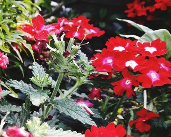 Close-up of red flowers blooming outdoors