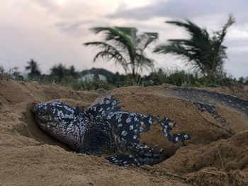 View of an animal on beach