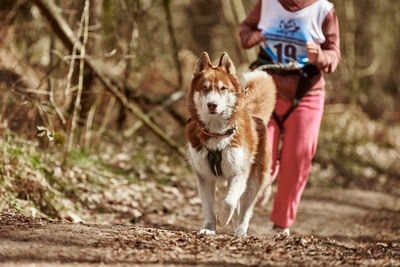 Portrait of dog running on field