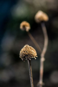 Close-up of wilted plant