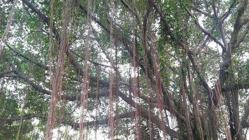 Low angle view of trees in forest