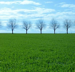 Bare trees on field against sky