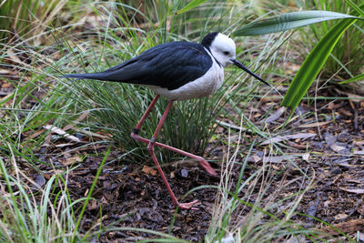 Bird perching on a field