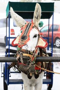 Close-up of ornamented donkey 