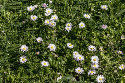 High angle view of white flowering plants on field